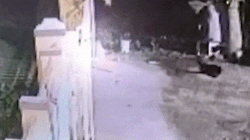 Clip: Báo hoa mai nhảy qua tường cao 2m tấn công chó nhà