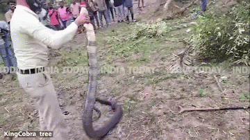 Clip: Rắn hổ mang chúa khổng lồ dài 3,6m bị bắt dưới gốc cây xoài