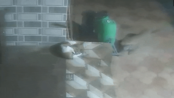 Clip: Báo hoa mai đột nhập vào nhà dân, tung đòn kết liễu chó nhà