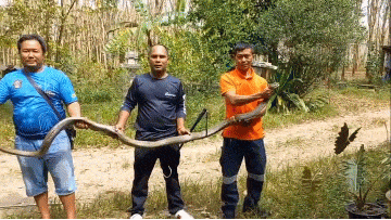 Clip: Rắn hổ mang chúa dài gần 4 mét bị tóm sống trong bếp nhà dân