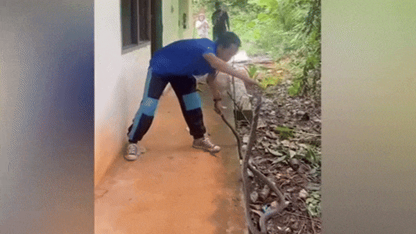 Clip: Người đàn ông dùng tay không tóm gọn rắn hổ mang chúa khổng lồ