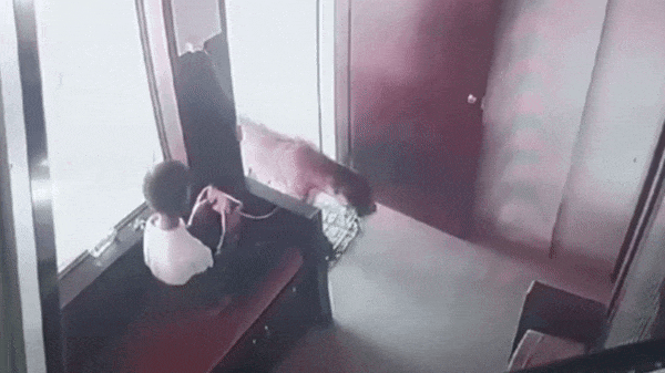 Clip: Chạm mặt báo hoa mai, bé trai có màn xử lý cực thông minh