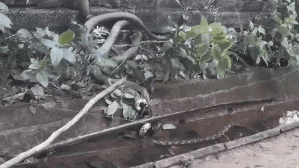 Rắn hổ mang chúa tử chiến trăn vua bên hào nước và kết cục bất ngờ