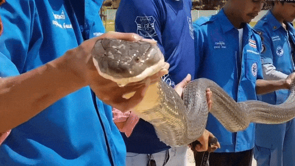 Người đàn ông chui vào cống bắt rắn hổ mang chúa dài 4m, nặng 15kg