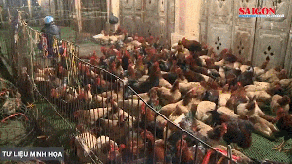 Tiền Giang: 15 người tiếp xúc gần với bệnh nhân nhiễm cúm A(H9) có sức khỏe bình thường