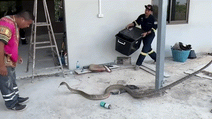 Kinh hoàng phát hiện 2 con rắn hổ mang chúa 'khủng' ẩn trong nhà