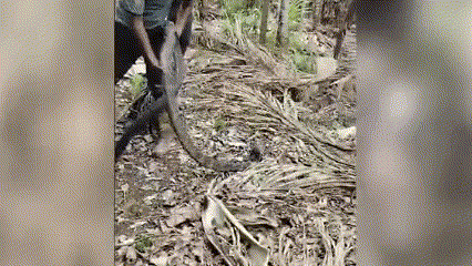 Clip: Thót tim khoảnh khắc vây bắt hổ mang chúa khổng lồ