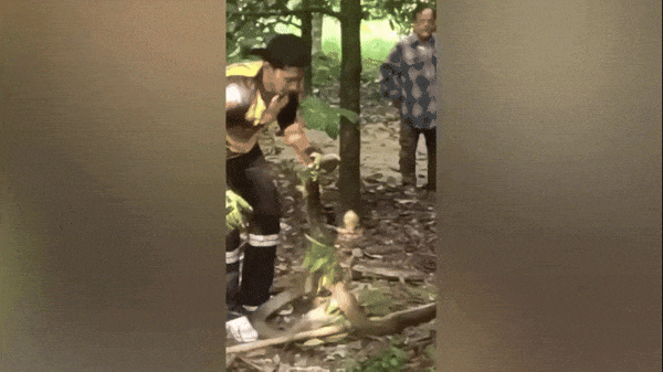 Clip: Bị chó cắn nát người, rắn hổ mang chúa sợ hãi trèo lên cây