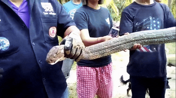 Clip: Bắt sống rắn hổ mang chúa dài 6m, nặng 20kg lao vào nhà dân