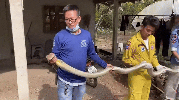 Tóm gọn rắn hổ mang chúa nặng 20kg bò vào phòng khách nhà dân