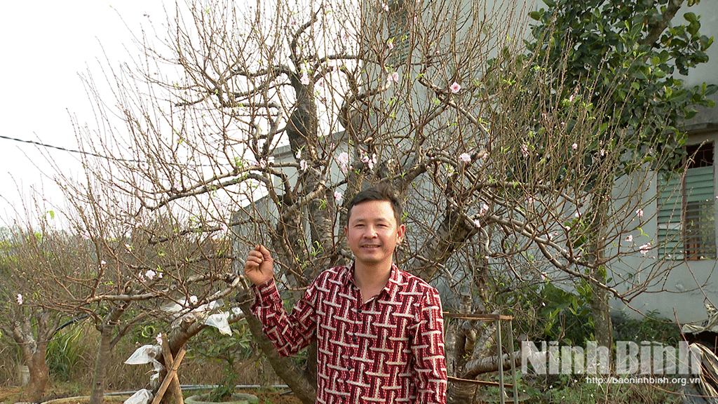 Làng đào truyền thống phường Trung Sơn-nơi hương sắc quyện vào đất trời