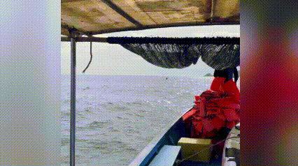 CLIP: Khoảnh khắc cá voi săn mồi trên biển Gia Lai