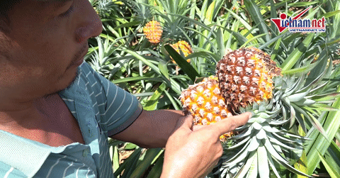 Giá dứa rớt còn 5.000 đồng/kg, nông dân bất lực nhìn quả thối ngoài ruộng