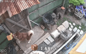 Đến giao hàng nhưng khách vắng nhà, shipper được chứng kiến cảnh 'chưa từng gặp trong đời'