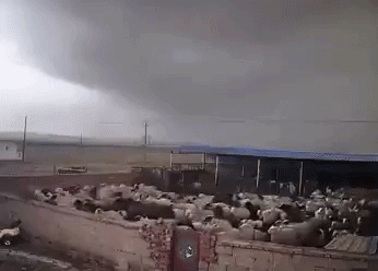 Video đàn cừu dồn vào góc trước lốc xoáy: Động vật có biết trước thiên tai?