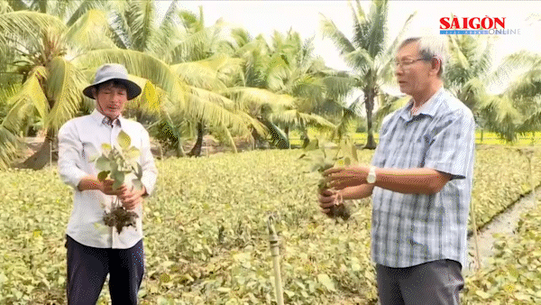Hơn 300ha c&acirc;y trồng hư hại bất thường, thiệt hại ban đầu hơn 20 tỷ đồng