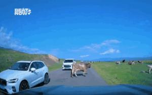 Clip: Bị con bò chắn đường, thanh niên đi ô tô có hành động bất ngờ