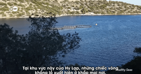 Hiểm họa từ 'trang trại nuôi cá ma' trên các vùng biển ở Hy Lạp