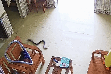 Rắn 'size khủng' rơi ra từ điều hòa khiến chủ nhà thất kinh
