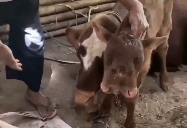 Con bê với hình thù kỳ dị, chủ nhân quyết giữ nuôi không bán