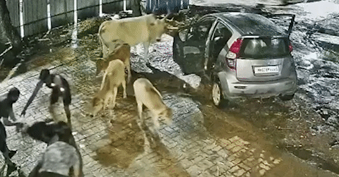 Hy hữu cảnh trộm nh&eacute;t cả con b&ograve; v&agrave;o ghế sau &ocirc; t&ocirc; rồi tẩu tho&aacute;t trong đ&ecirc;m