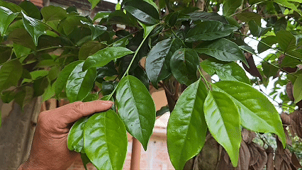 Bắc thang hái ngọn chè cổ vùng Cùa