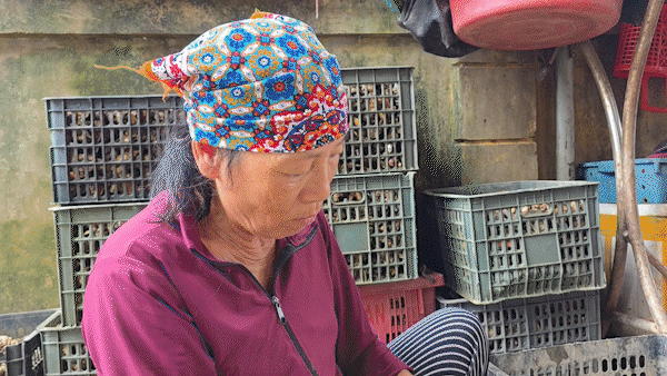 Những người phụ nữ gắn bó với nghề tách ruột hàu