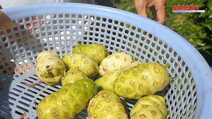 Kiếm hơn 100 triệu đồng mỗi năm từ cây nhàu mọc hoang