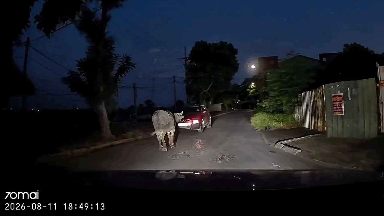 CLIP: Bị ô tô tông trúng, con trâu đâm đầu vào xe phía sau