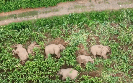 Cảnh đàn voi ngủ say giữa ruộng ngô ở Trung Quốc gây chú ý