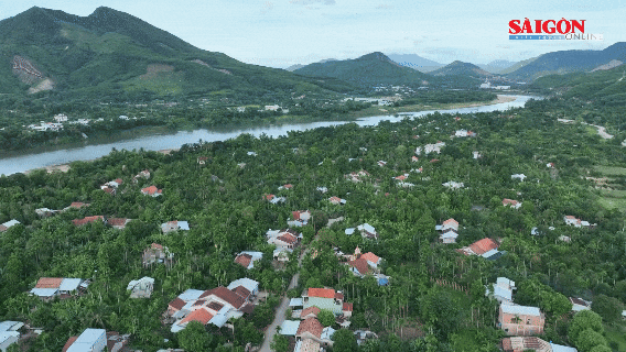 L&agrave;ng tr&aacute;i c&acirc;y b&ecirc;n d&ograve;ng Thu Bồn v&agrave;o m&ugrave;a thu hoạch
