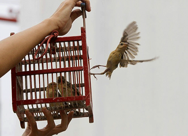 Ngẫm về chuyện phóng sinh