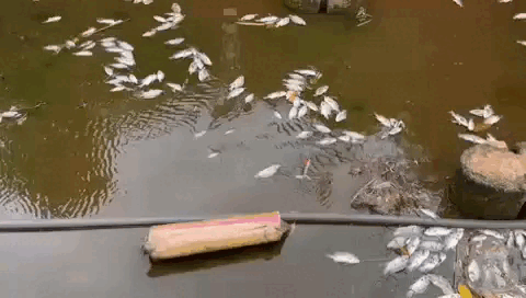 Cá chết trắng, bốc mùi nồng nặc trong hồ thủy lợi ở Đắk Lắk