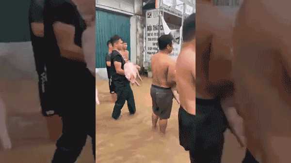 Hàng chục người dùng xe bán tải giải cứu đàn lợn ra khỏi vùng ngập lũ