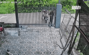 Clip: Con rắn trườn vào sân, camera ghi lại cách xử lý bất ngờ của người phụ nữ