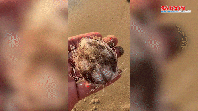 Hàng trăm con cầu gai cát dạt vào bờ biển Nha Trang