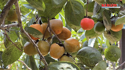 Ngọt ngất ng&acirc;y m&ugrave;a hồng Đ&agrave; Lạt