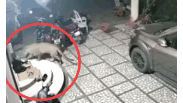 Clip: Báo đốm đột nhập vào nhà dân tấn công chó nhà và cái kết gay cấn