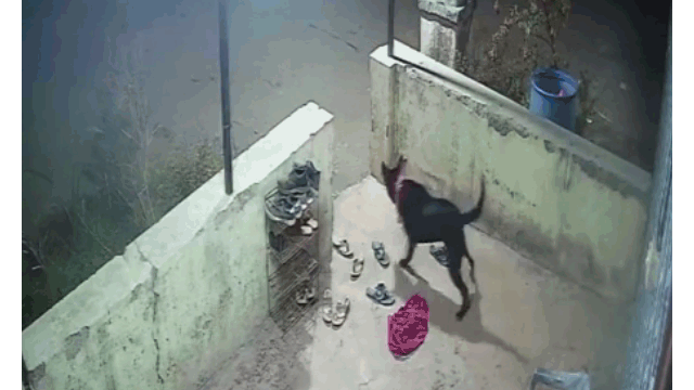 Clip: Chó nhà 'tử chiến' báo hoa mai trong đêm và cái kết bất ngờ