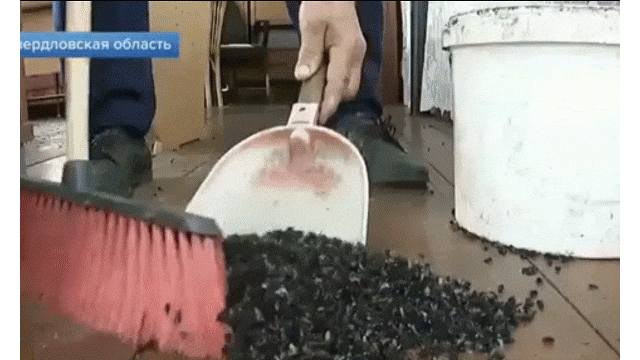 'Đại dịch ruồi' xâm chiếm ngôi làng ở Nga như phim kinh dị
