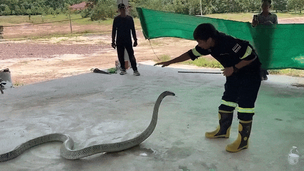 Tóm gọn rắn hổ mang chúa dài 4,5m, nặng 16kg ẩn nấp trong ô tô