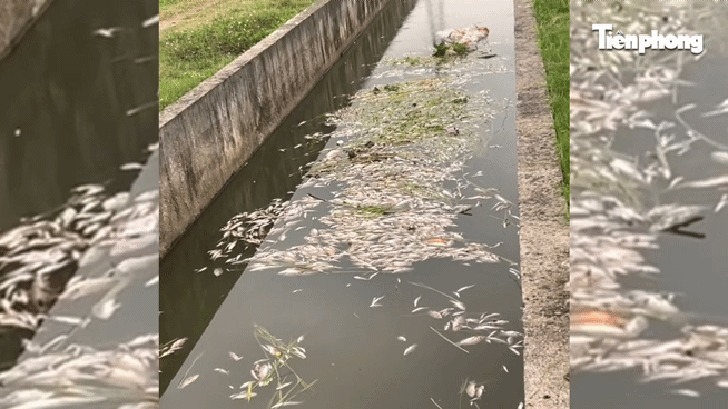 Cá nổi lờ đờ, chết hàng loạt trên kênh hạ lưu sông Lam