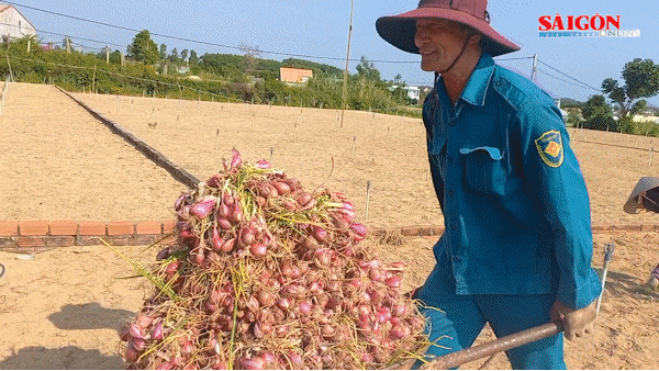 Giá hành tím cao gần gấp đôi, nông dân Quảng Ngãi phấn khởi
