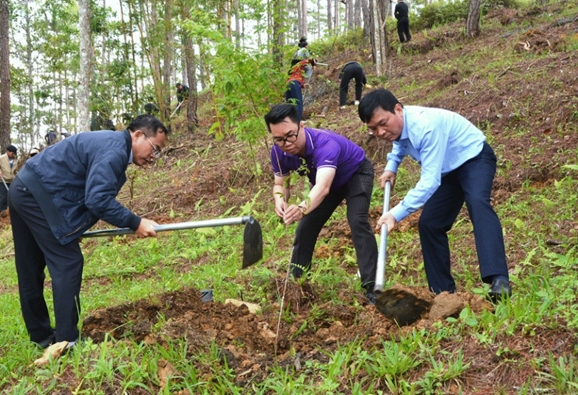 Trồng hàng nghìn cây mai anh đào trong rừng