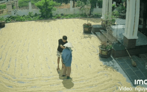 Thanh niên khuyên mẹ gom lúa vào vì trời sắp mưa và cái kết 'không thể đỡ được'