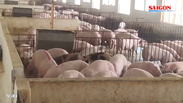 Giá heo hơi giảm mạnh ở cả 3 miền do nguồn cung tăng