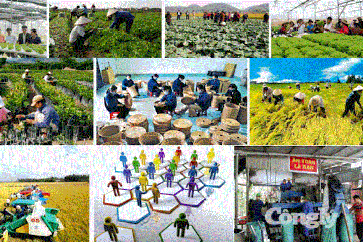 Khánh Hòa nâng chất hợp tác xã nông nghiệp