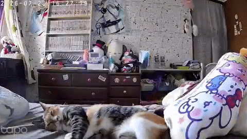 Video mèo bỏ chạy ngay trước động đất ở Nhật Bản: Mèo đã cảm nhận được gì?