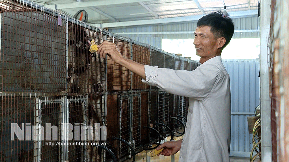 Phát triển con nuôi đặc sản cầy vòi hương trên địa bàn tỉnh Ninh Bình