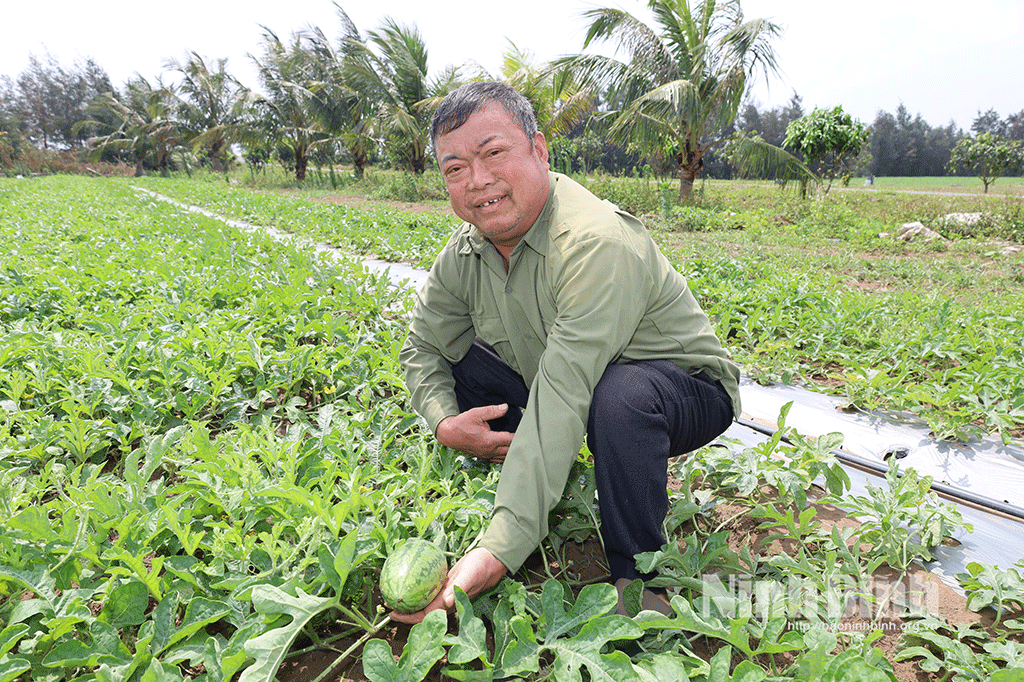 Ông Trần Văn Thụ tiến hành chăm sóc dưa hấu theo hướng hữu cơ.